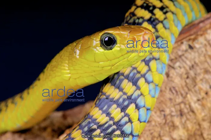 : Thrasops jacksonii Thrasops : Thrasops jacksonii Thrasops