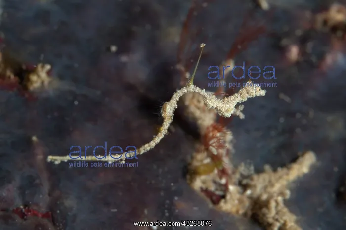 : Thread Pipefish - free-swimming with extended fin : Thread Pipefish - free-swimming with extended fin