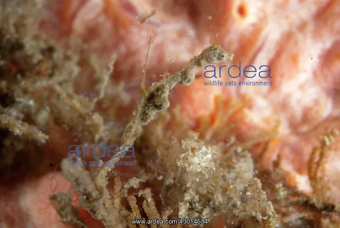  : Thread Pipefish hanging onto coral