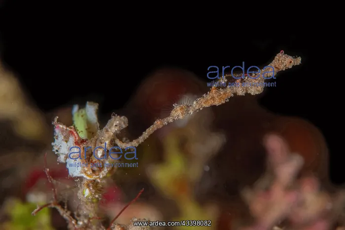 : Thread Pipefish and Pontoh's Pygmy Seahorse : Thread Pipefish and Pontoh's Pygmy Seahorse