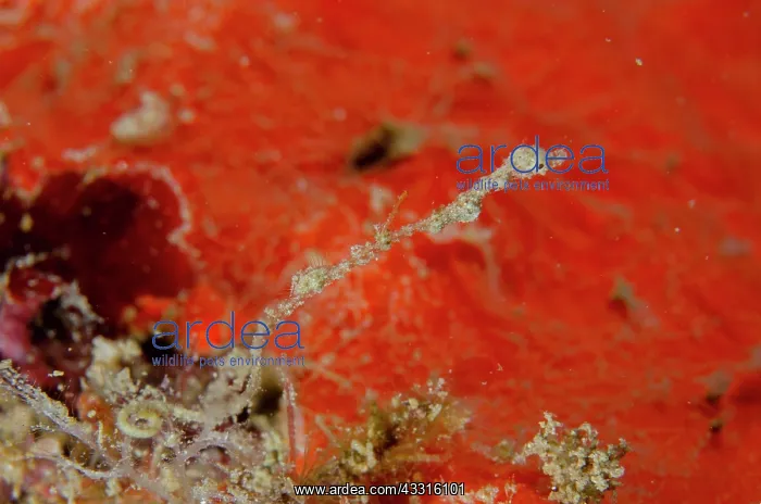 : Thread Pipefish - Weda, Halmahera, North Maluku : Thread Pipefish - Weda, Halmahera, North Maluku