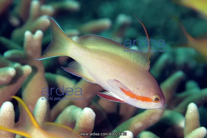  : Threadfin Anthias