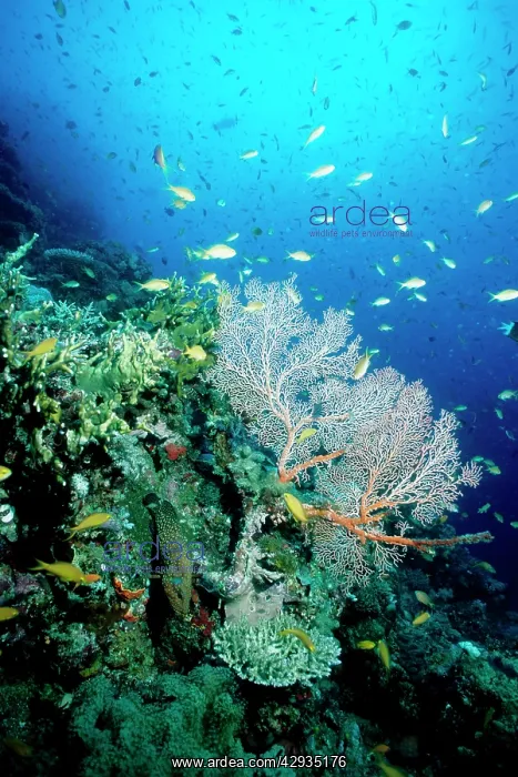 : Threadfin anthias and Blue-spotted rock cod (Cephalopholis : Threadfin anthias and Blue-spotted rock cod (Cephalopholis