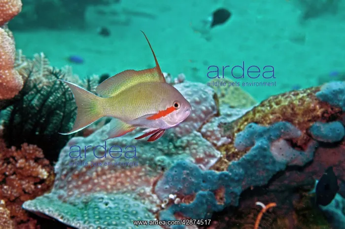 : Threadfin Anthias - male : Threadfin Anthias - male