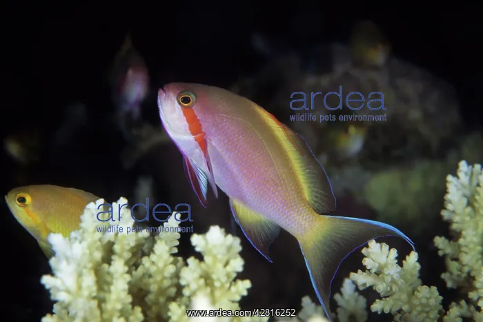 : Threadfin Anthias, Pseudanthias huchti, Walindi, West New Br : Threadfin Anthias, Pseudanthias huchti, Walindi, West New Br
