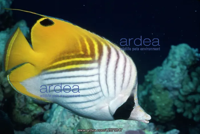 : Threadfin BUTTERFLY FISH : Threadfin BUTTERFLY FISH