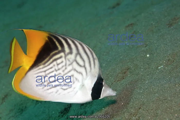 : Threadfin Butterflyfish : Threadfin Butterflyfish