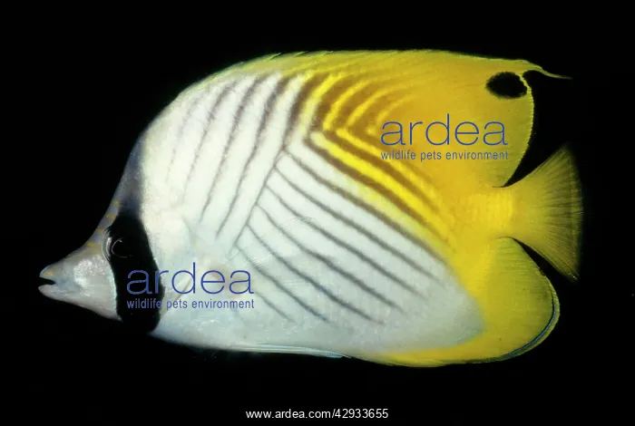: Threadfin Butterflyfish - Tropical Indo pacific : Threadfin Butterflyfish - Tropical Indo pacific