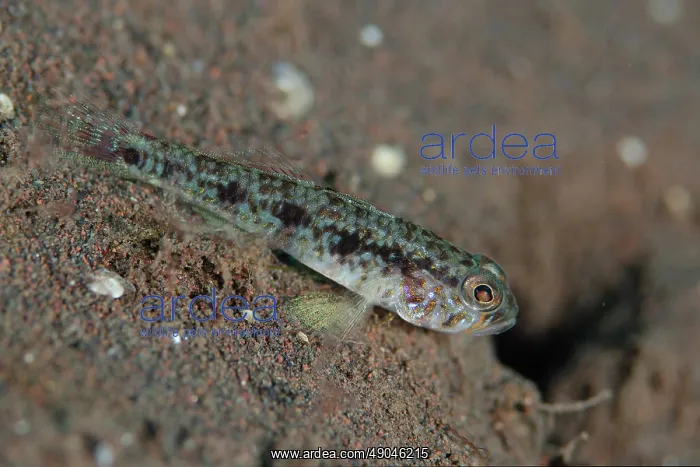 : Threadfin Emperorgoby by hole : Threadfin Emperorgoby by hole