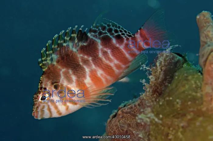 : Threadfin Hawkfish Aer Bajo dive site, Lembeh Straits : Threadfin Hawkfish Aer Bajo dive site, Lembeh Straits