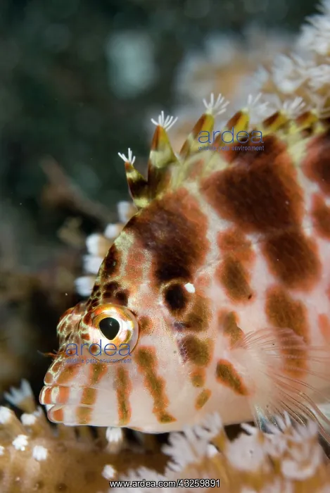  : Threadfin Hawkfish with tufts