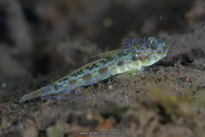: Threadfin Mudgoby : Threadfin Mudgoby
