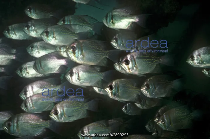 : Threadfin Pearl Perch : Threadfin Pearl Perch