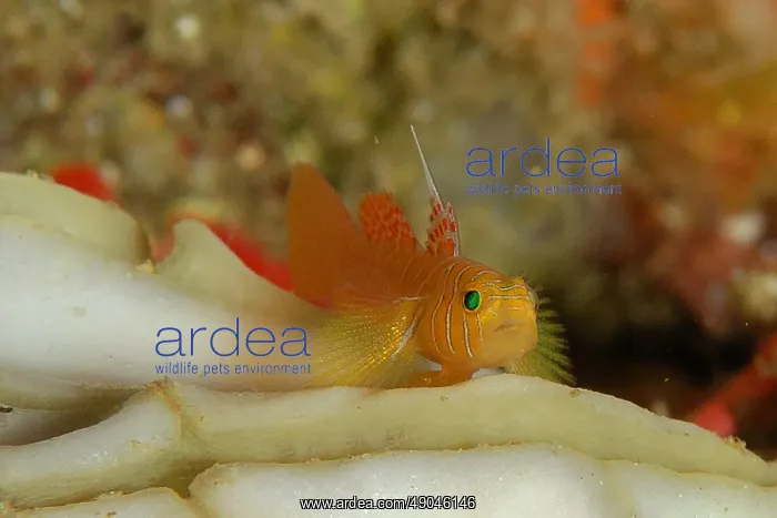 : Threadfin Reefgoby : Threadfin Reefgoby