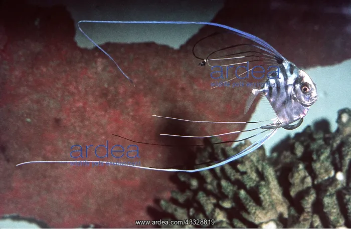 : THREADFIN SNAPPER : THREADFIN SNAPPER