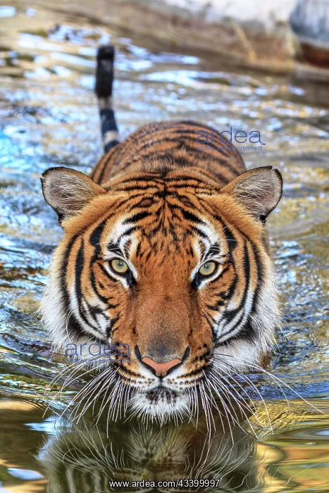 : A threatening Malayan tiger : A threatening Malayan tiger