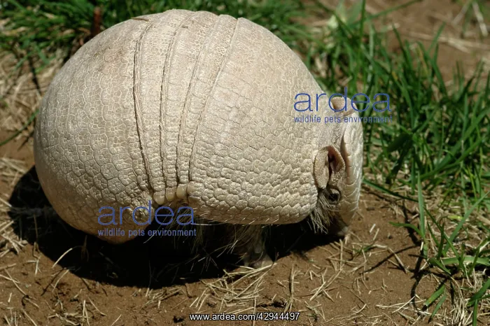 : Three-banded ARMADILLO : Three-banded ARMADILLO
