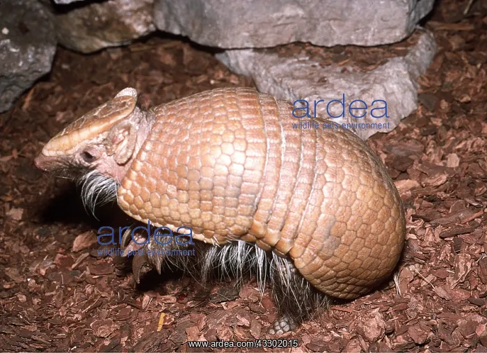 : Three-banded Armadillo : Three-banded Armadillo
