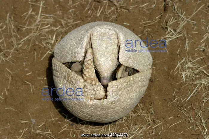 : Three-banded ARMADILLO - Beginning to unfold from curled up : Three-banded ARMADILLO - Beginning to unfold from curled up