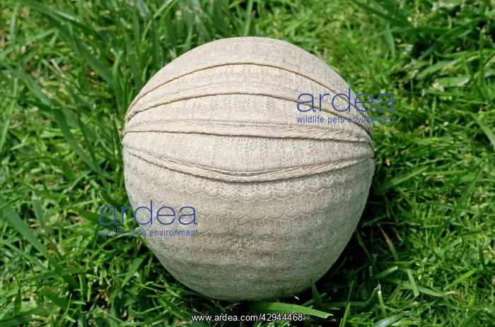 : Three-banded ARMADILLO - curled up in protective position : Three-banded ARMADILLO - curled up in protective position