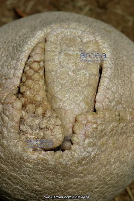: Three-banded ARMADILLO - curled up in protective position : Three-banded ARMADILLO - curled up in protective position