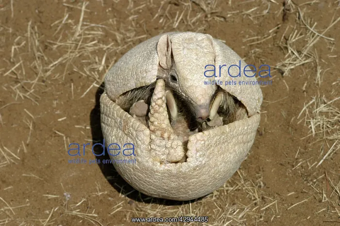 : Three-banded ARMADILLO - opening up from protective position : Three-banded ARMADILLO - opening up from protective position