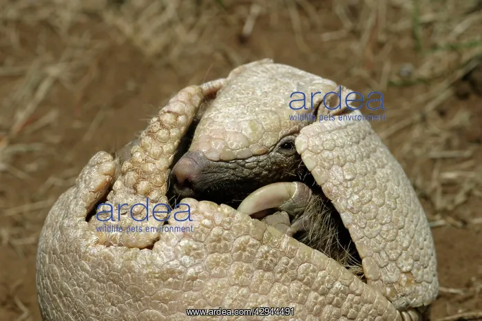  : Three-banded ARMADILLO - opening up from protective position