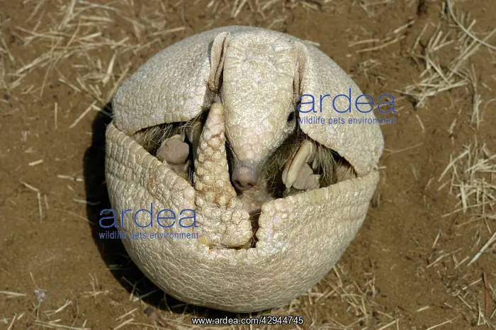 : Three-banded ARMADILLO - opening up from protective position : Three-banded ARMADILLO - opening up from protective position