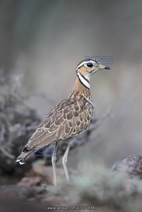 : Three-banded Courser (Rhinoptilus cinctus) on ground : Three-banded Courser (Rhinoptilus cinctus) on ground