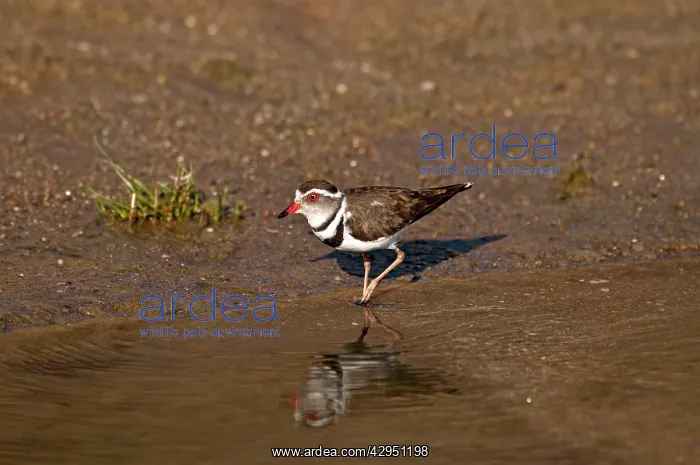 : Three-banded Plover - at edge of water : Three-banded Plover - at edge of water