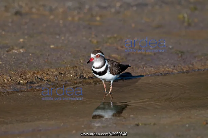 : Three-banded Plover - at edge of water : Three-banded Plover - at edge of water