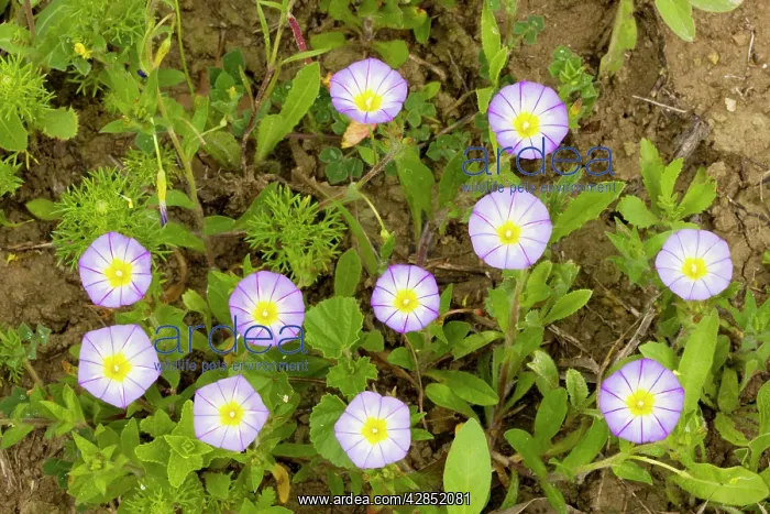 : Three-coloured Bindweed - in flower : Three-coloured Bindweed - in flower