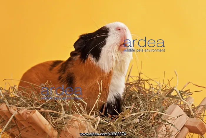 : Three-coloured guinea pig on a hay rack : Three-coloured guinea pig on a hay rack