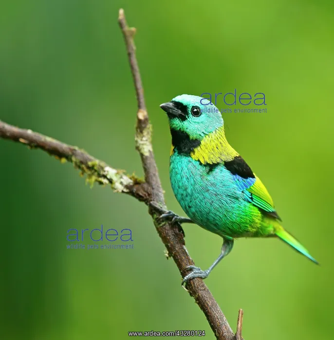 : Three-coloured Tanager (Tangara seledon) sits on : Three-coloured Tanager (Tangara seledon) sits on