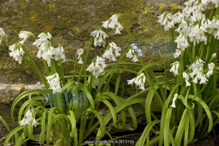 : Three-cornered leek : Three-cornered leek