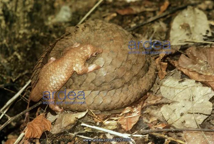 : Three-cusped / Tree / White-bellied Pangolin - : Three-cusped / Tree / White-bellied Pangolin -