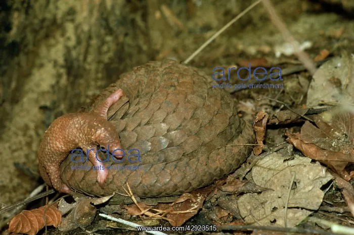 : Three-cusped / Tree / White-bellied Pangolin - : Three-cusped / Tree / White-bellied Pangolin -