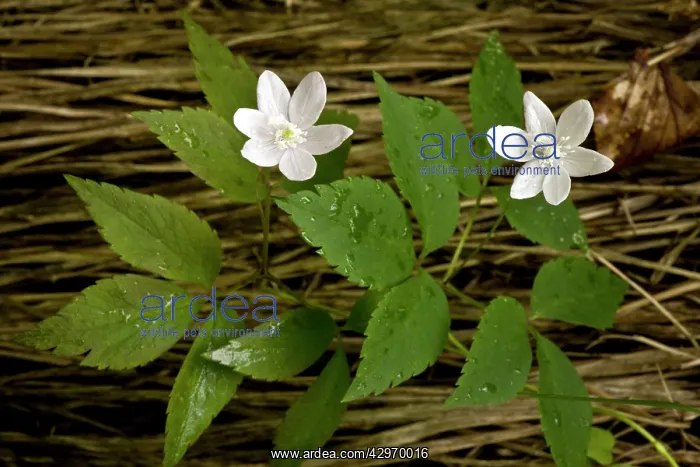 : Three-leaved anemone - alpine beechwoods : Three-leaved anemone - alpine beechwoods