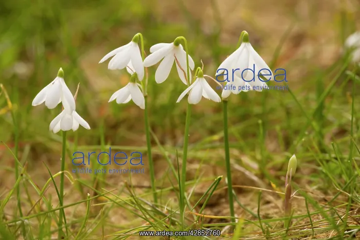 : Three-leaved Snowflake : Three-leaved Snowflake