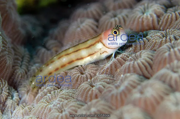 : Three-lined Blenny : Three-lined Blenny