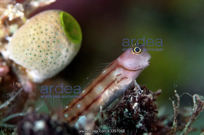 : Three-lined Blenny : Three-lined Blenny