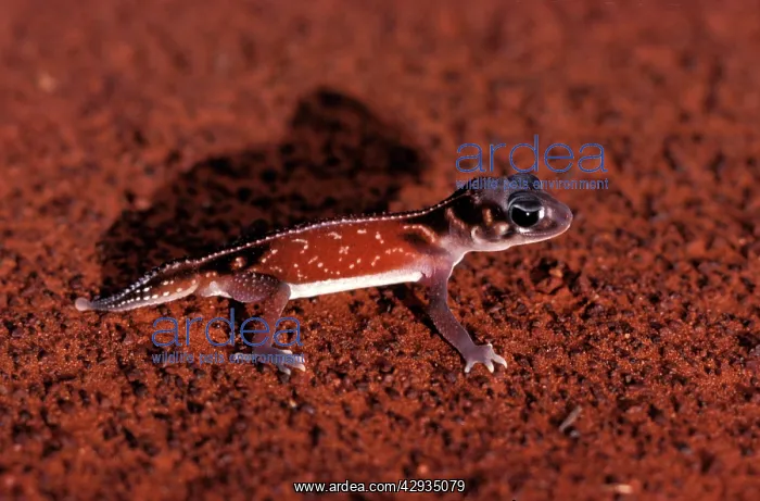 : Three-lined knob-tail gecko : Three-lined knob-tail gecko