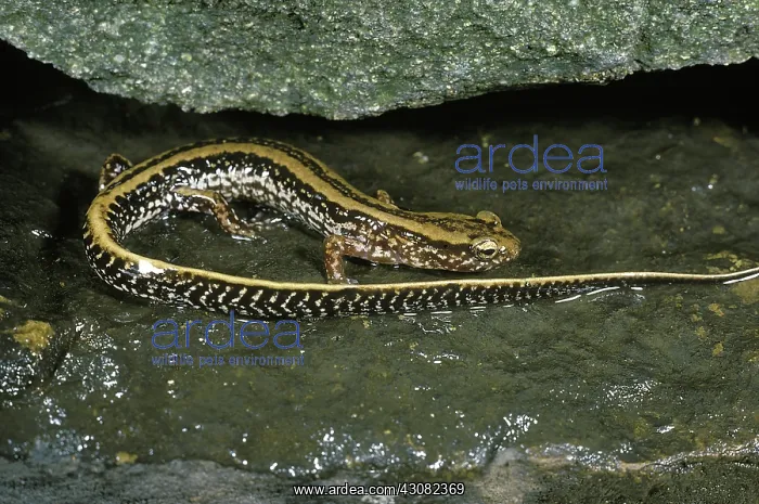 : Three-Lined Salamander : Three-Lined Salamander