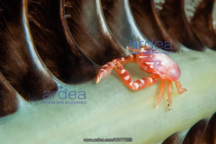 : Three-Lobed Porcelain Crab (Porcellanella triloba) : Three-Lobed Porcelain Crab (Porcellanella triloba)