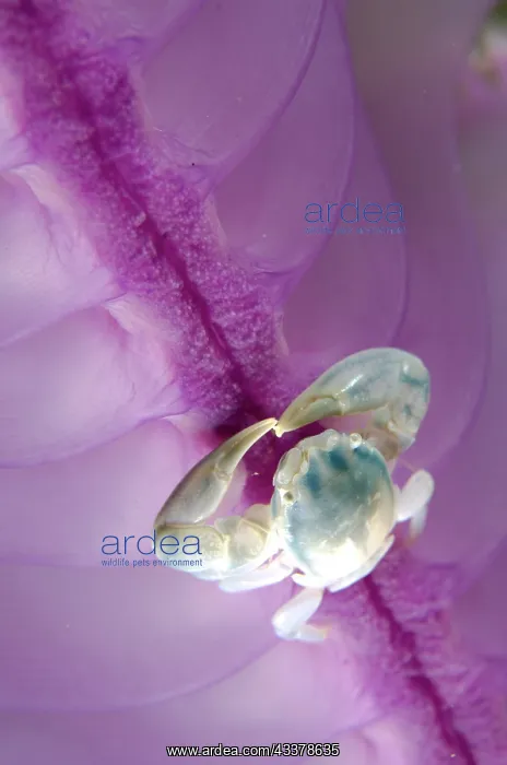 : Three-lobed Porcelain Crab on Slender Sea Pen : Three-lobed Porcelain Crab on Slender Sea Pen