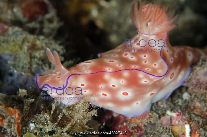 : Three-lobed T-Bar Nudibranch : Three-lobed T-Bar Nudibranch