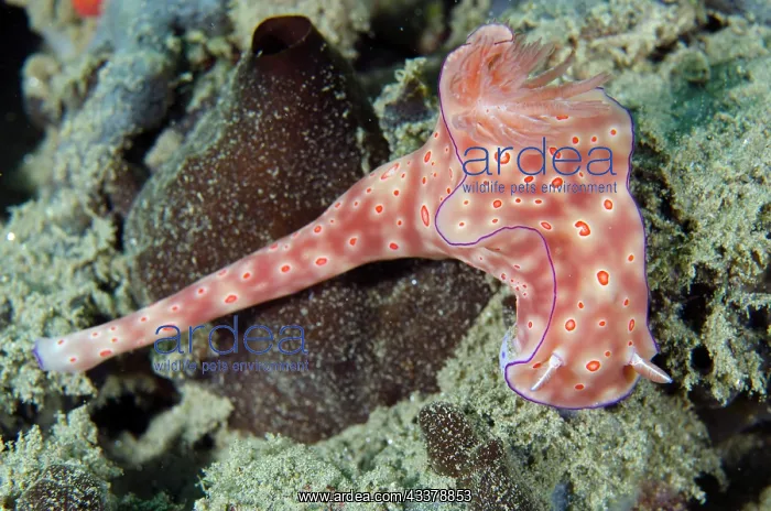: Three-lobed T-Bar Nudibranch : Three-lobed T-Bar Nudibranch