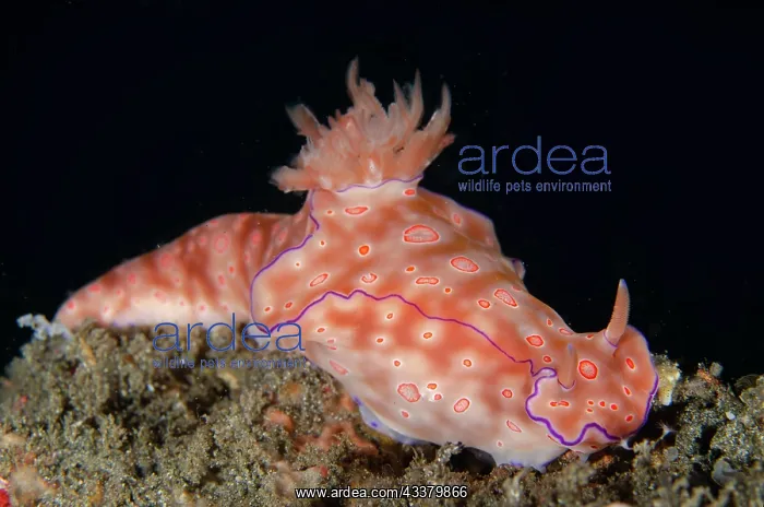 : Three-lobed T-Bar Nudibranch : Three-lobed T-Bar Nudibranch