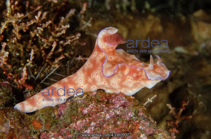 : Three-lobed T-Bar Nudibranch - Pyramids dive site : Three-lobed T-Bar Nudibranch - Pyramids dive site