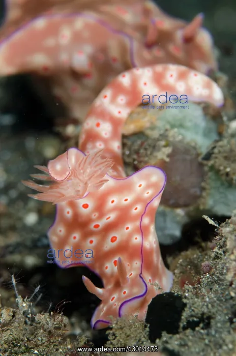 : Three-lobed T-Bar Nudibranchs pair : Three-lobed T-Bar Nudibranchs pair